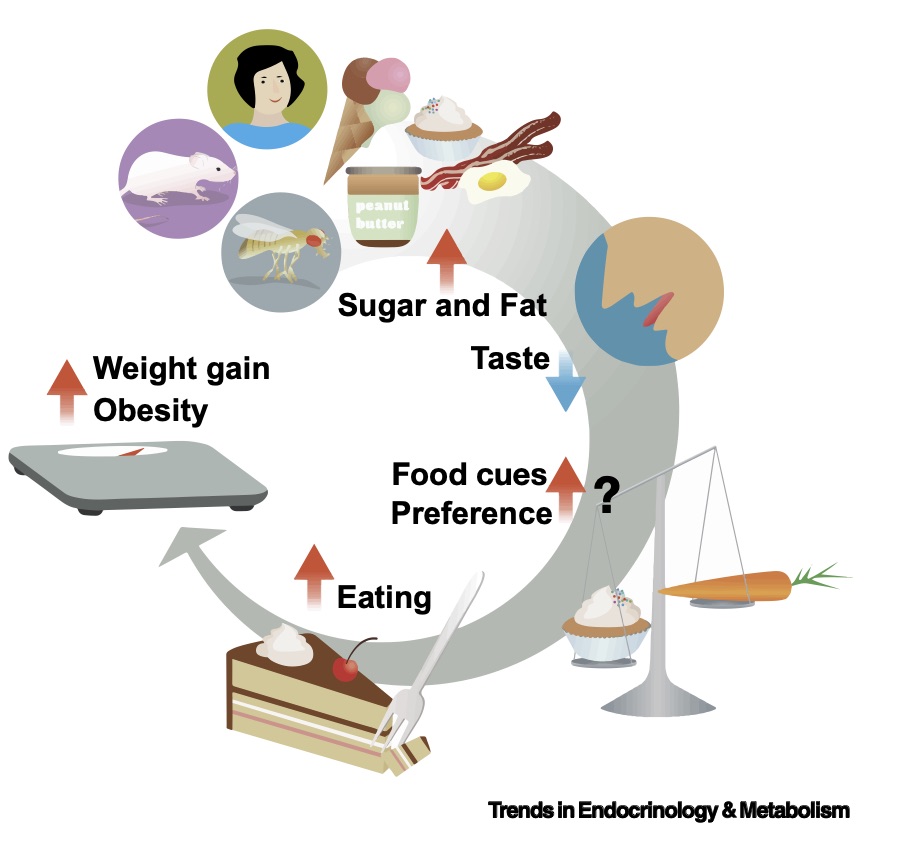 TheDrSparkles's tweet photo. How does diet, especially added sugar, influence the way we taste and eat? To find more about this “Confection Confusion” we wrote a review in @Trends_Endo_Met, 🧵👇https://t.co/wlxGQwqpBX https://t.co/RBQ4MHJtAz
