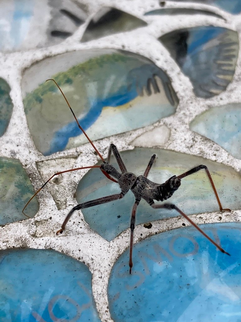DaveGammonBio's tweet photo. Exciting visitor in our front yard. @iNaturalist says #wheelbug. @jenhamel what say you? @ElonBiology #Biodiversity #Insects https://t.co/eaIbrTDUzD