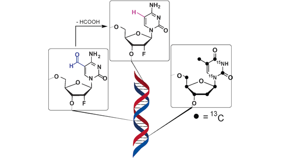 Angewandte Chemie (@angew_chem) on Twitter photo Deformylation of 5-Formylcytidine in Different Cell Types (Carell) <a href="/CarellGroupLMU/">The Carell Group</a> #openaccess thanks to #projektDEAL onlinelibrary.wiley.com/doi/10.1002/an… Deformylation of 5-Formylcytidine in Different Cell Types (Carell) <a href="/CarellGroupLMU/">The Carell Group</a> #openaccess thanks to #projektDEAL onlinelibrary.wiley.com/doi/10.1002/an…