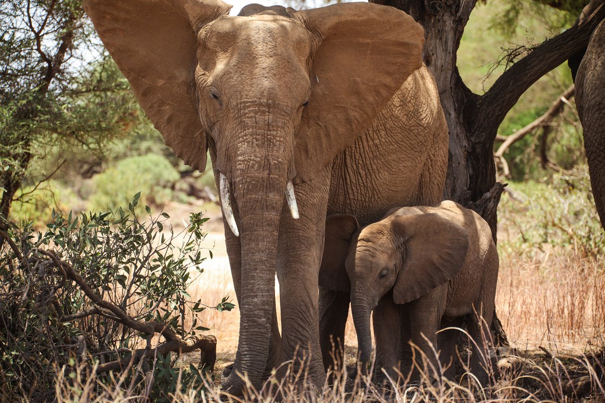 A mother elephant with her infant.