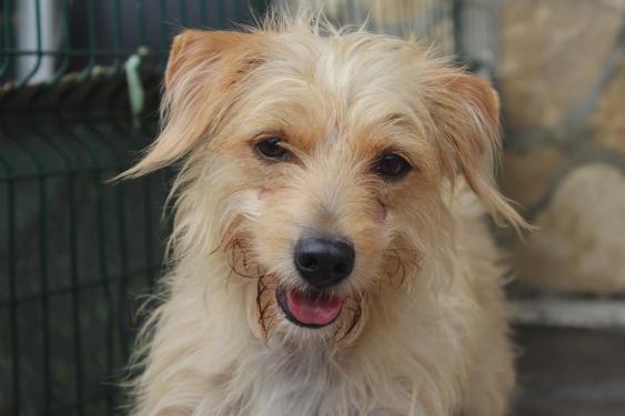 adopte_chien's tweet image. Vanille est une toute jeune chienne qui nous arrive tout juste de Guyane avec sa copine Kanelle. Malheureusement leurs début de vie n'aura pas été du plus simple pour nos douces, retirées pour maltraitante elle... En savoir plus : la-spa.fr/adopter-animau… #LaVieQuilsMéritent