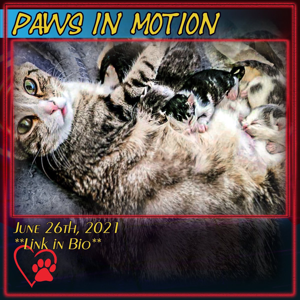 AARCworks's tweet photo. #pawsinmotion 4 @whsanimals ends tomorrow! Last chance 2 #donate 2my #fundraising page
Because #cats like Sasquatch, showing up pregnant at random doors, often get brought in &amp;need medical attention,food,&amp; #foreverhomes 
#everydollarcounts ! 
*Linktree link in bio*
#pim2021 https://t.co/k0jKC9Q53w