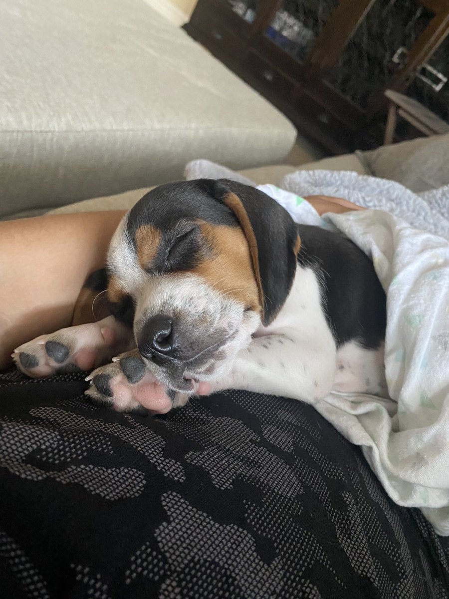 Decided to join the pandemic puppy trend 🐶