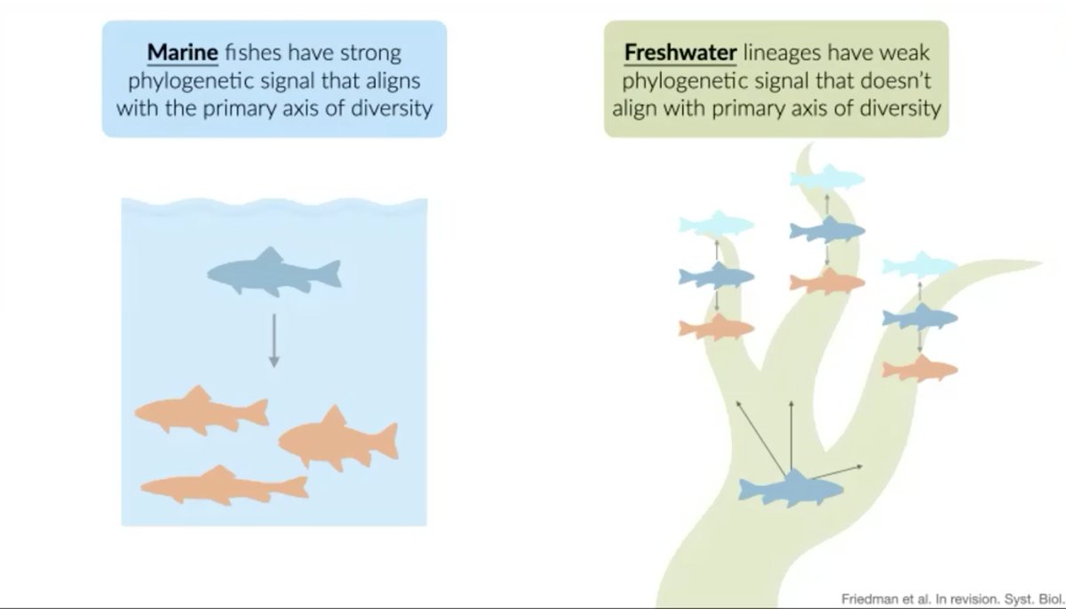 Catching up on #evol2021 talks after a busy week but wanted to shout out these great ones from some ichthyologists who always apply interesting methods to macro-level Qs that keep me up at night @Liz_C_Miller @sarahtfried <a href="/damalichthys/">Katherine Corn, PhD</a> @lilyhug #WomenInSTEM