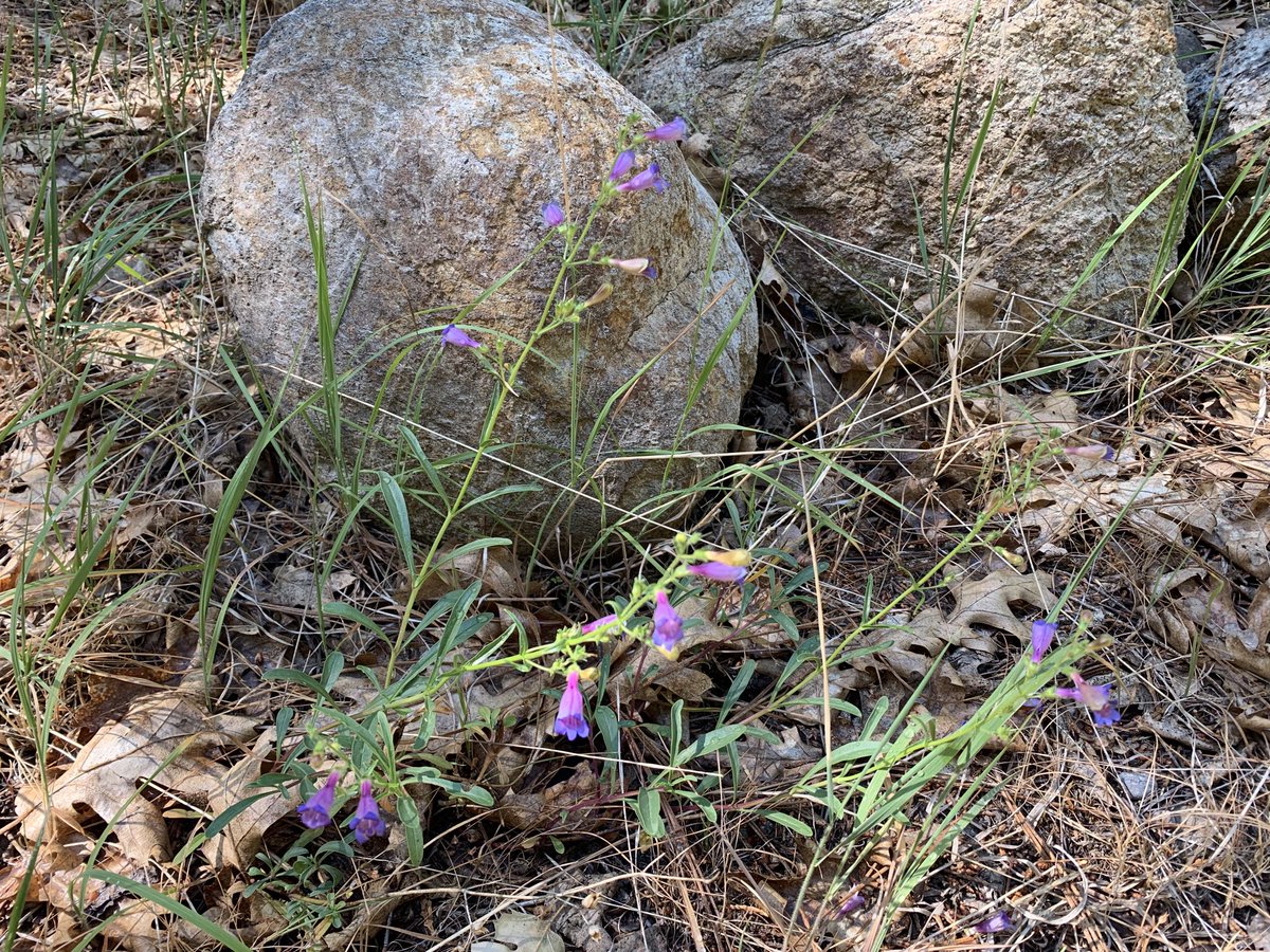 jillsh3's tweet photo. #CornLily #SlenderPenstemon #PineDrops #CowParsnip #PlumasCountyBotany π https://t.co/WbcIiNJnFM