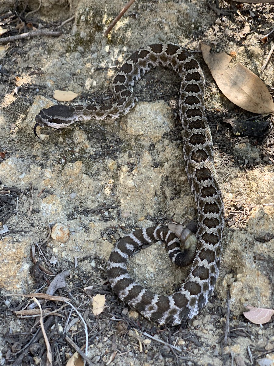 Josh Ruffell tweet media