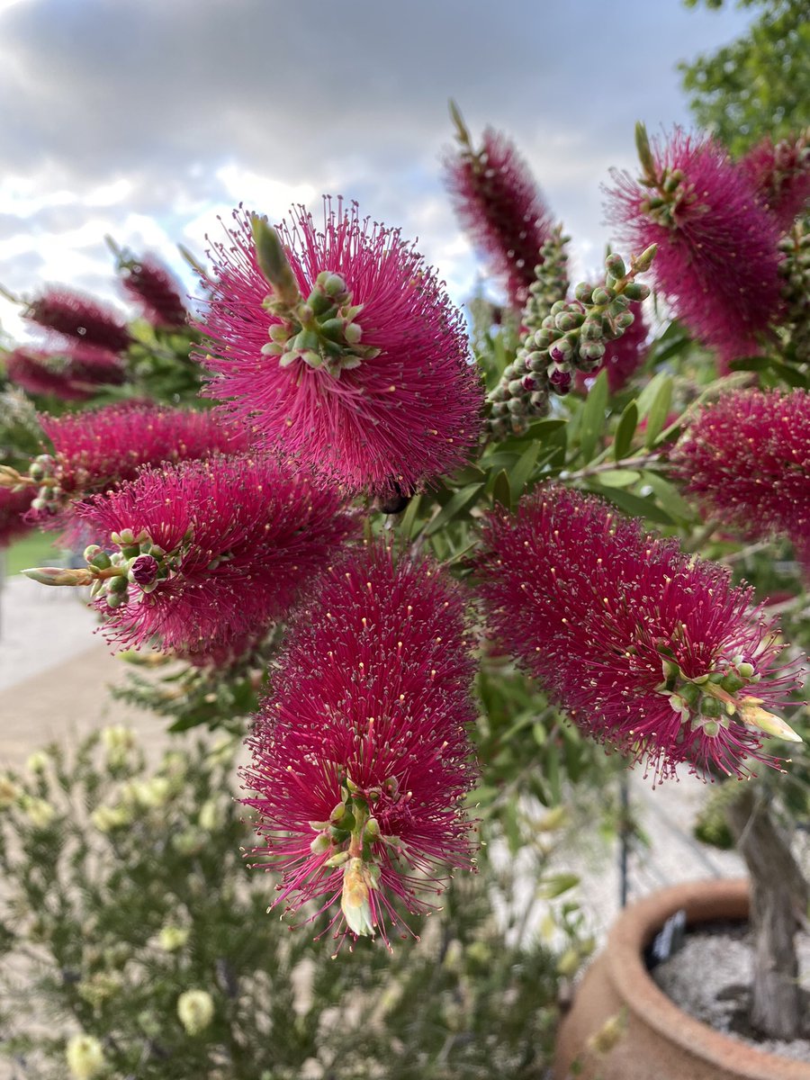This could be my all time favourite bottlebrush, Callistemon citrunus ‘Burgundy’. Incredible colour at the moment and much loved by the bees. Find it in a huge clay vase on the entrance terrace <a href="/RHSWisley/">RHS Garden Wisley</a> along with many others. 🐝