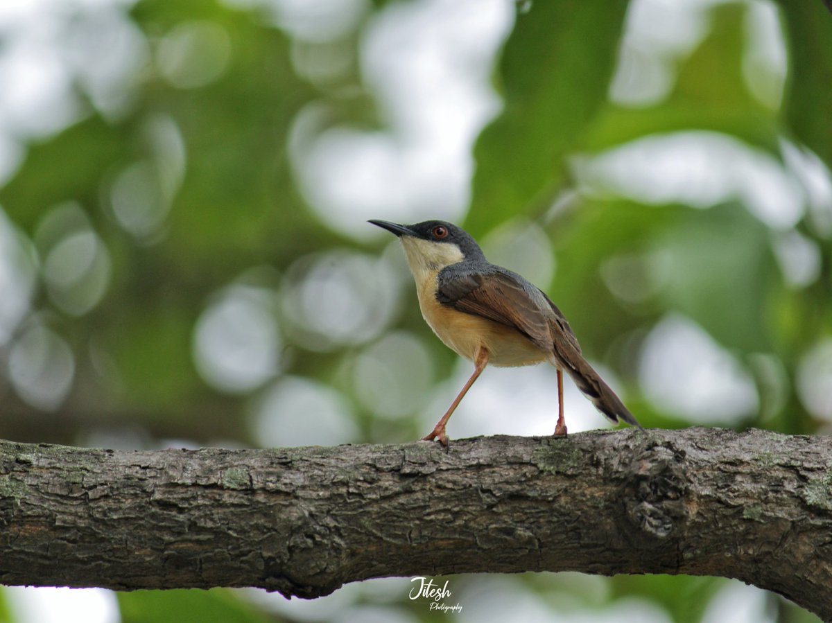 Ashy Prinia🌿🐦📸
#bird #birdlovers #birds_captures  #birdsofuttarakhand #birds_adored #birds_illife #birdcaptures #birdphotography #birdsonearth #birdplanet #nature #natgeowildlife #natgeoyourshot #nature_lovers #naturephotography #nature_of_our_world #nature_perfection #canon