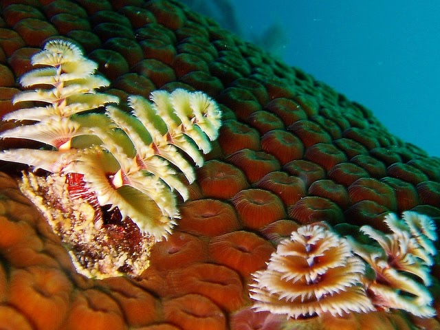 We’re continuing #OceanMonth with trivia! These Christmas tree worms are part of the coral ecosystem. Most of its body is embedded within the structure, but do you know what the “Christmas tree” part is used for? We’ll reveal the answer tomorrow.