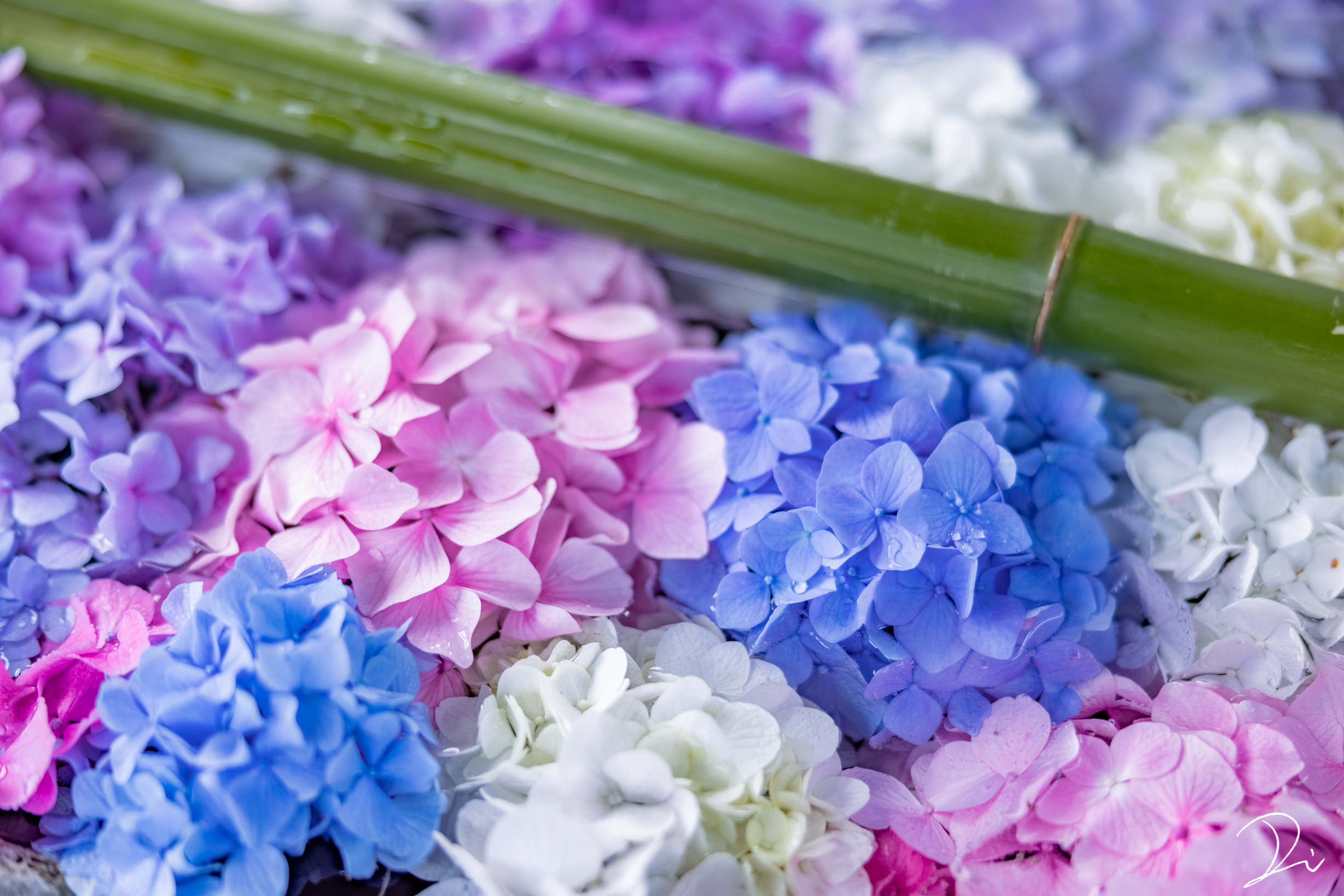 うさだだぬき Usadanu Eth 水に浮かぶ紫陽花の透明感が好き T Co Dlg8nzx5me Twitter
