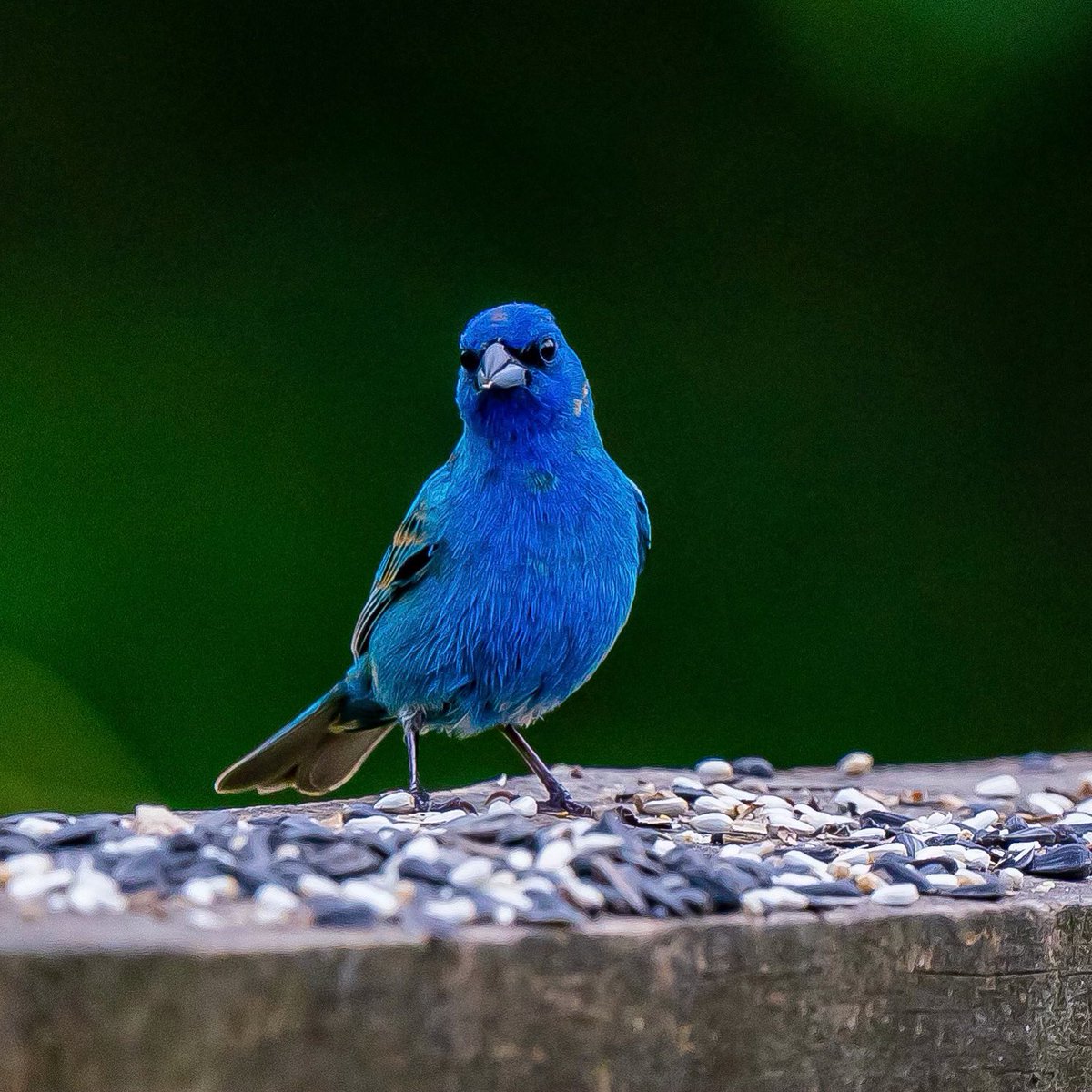wildbird7370's tweet photo. Bluetiful π
Put down a little seed and you never know who will stop by. This Blue Grosbeak touched down in Arkansas recently. #bluegrosbeak #birdcentered #birdtwitter #birdfeeding #backyardbirds #bestbirdshots #birders #birderslife #birdwatching #wildbirdcentersofamerica https://t.co/UBQH790gQ8