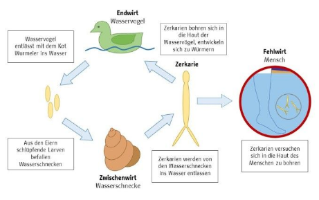 datawrangler2's tweet image. #B|#Berln|#BB|#Brandenburg|25,06.2021

[*Saugwurmlarven feat. Saugwurm-Larven ]

Z E R K A R I E N

Zerkarien in Berliner Gewässer
LaGeSo Berlin:
aktuell Meldungen
zu Haut-"Ausschlag"

Müggelsee
Schlachtensee
Jungfernheideteich
Wandlitzsee
kl. Lottschesee

berlin.de/lageso/gesundh…