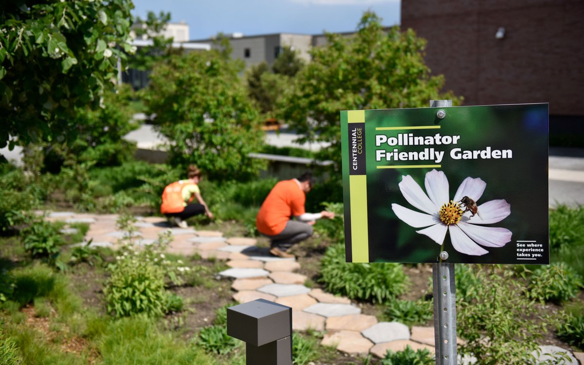 We're buzzing 🐝 with excitement to tell you about plans for a second pollinator garden at Progress! Featuring 130+ native plants and shrubs, we can help mitigate impacts of climate change. Stay tuned for info on how you can help! #PollinatorWeek #PollinateTO #CCSustainability