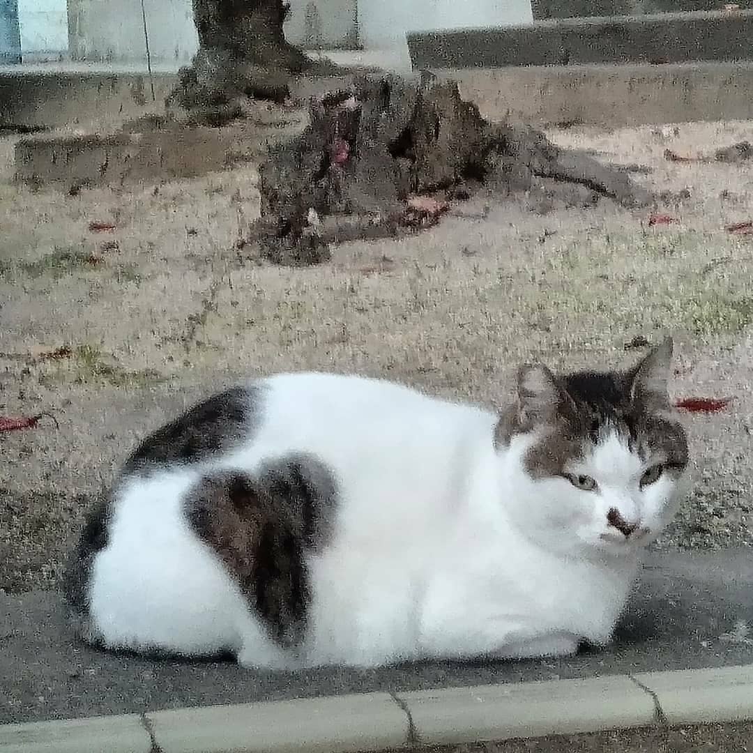 動物虐待反対 Twitter Search