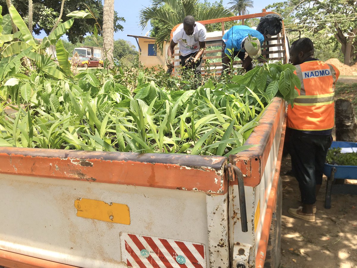 GoshenGlobal's tweet photo. Lifting of 2500 Tree seedlings and Ornamentals at the #GoshenGlobalVision’s nursery at Essikado by NADMO Shama ahead of distribution in the Shama District
#GGVsupport
#USFSproject
#TreesStopErosion https://t.co/9psd7ZBK3U