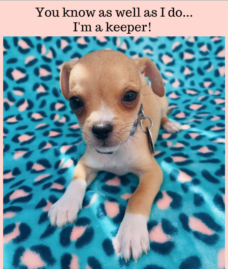 Photo: Arizona Small Dog Rescue.  Because I'm such a charmer, the rescue named me "Biggie Smalls." It was my good fortune to find an adopter who will provide me all the consistent training that I need as I mature into adulthood.