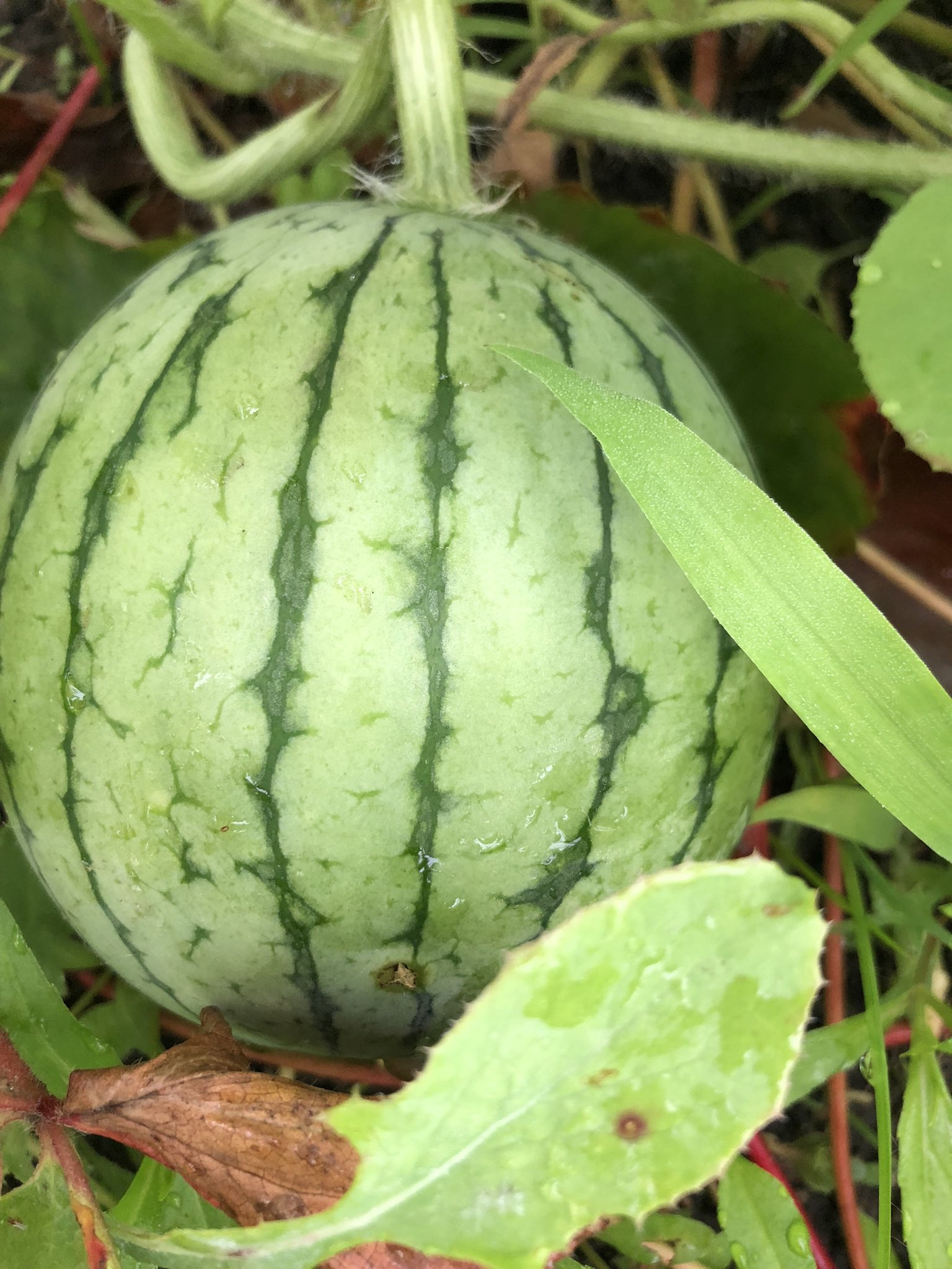 がお 人生の師匠をみつける 今日のスイカ 水も弾くいい感じ ですが 葉っぱに土の中のカビ由来の 病気がきてるみたいなので まだ早いですが 明日収穫 撤退 初めてのスイカ栽培は 最後まで見届けられませんでしたが 次の苗も育てているところ