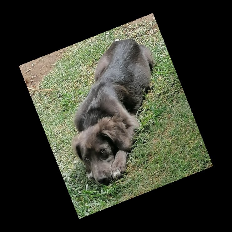 🥰😍Chicos Siganme 🥰😍 vamos a salvar mas perritos de la calle🥰😍