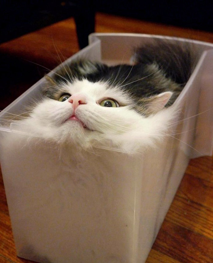 LizerReal's tweet image. there&apos;s no reason a pet-friendly household can&apos;t be tidy and organized