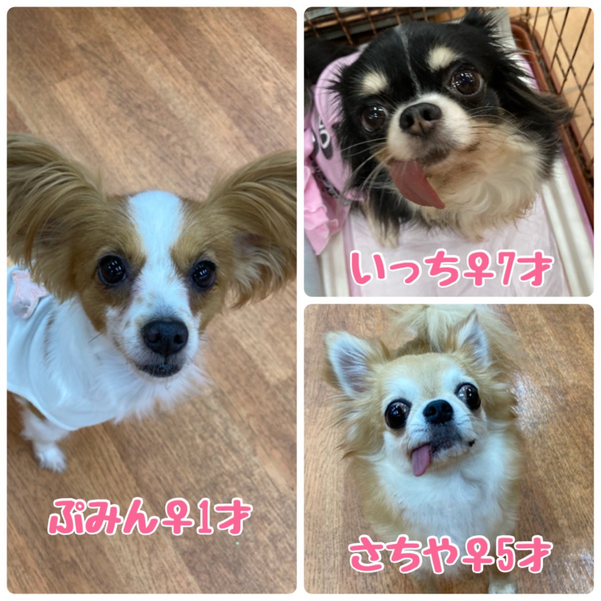WanWanWan8611's tweet photo. 本日(6/26)のふれあい＆里親募集中のメンバーです😊6月最後週末、素敵な出会いがありますように🍀ふれあい、ドッグランのご利用もお待ちしております🐾
ご来店の際はマスクの着用、アルコール消毒にご協力ください🙇‍♀️
#保護犬パーク長居店 
#里親募集中 https://t.co/SgIZhSKA4y