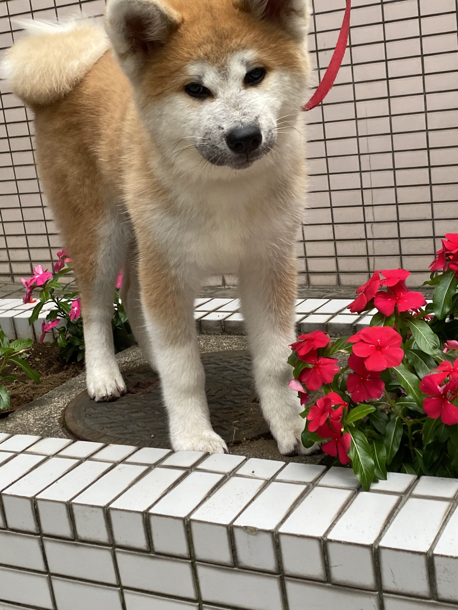 フロリダ亭 本日フロリダ亭秋田犬ひなちゃん 11時 17時まで来店しております 皆様からのモフモフお待ちしております 秋田犬 フロリダ亭ひなちゃん 3月3日生まれひな祭りひなちゃん 犬好きと繋がりたい モフモフ触りたい 池袋カレー 池袋ハチ公