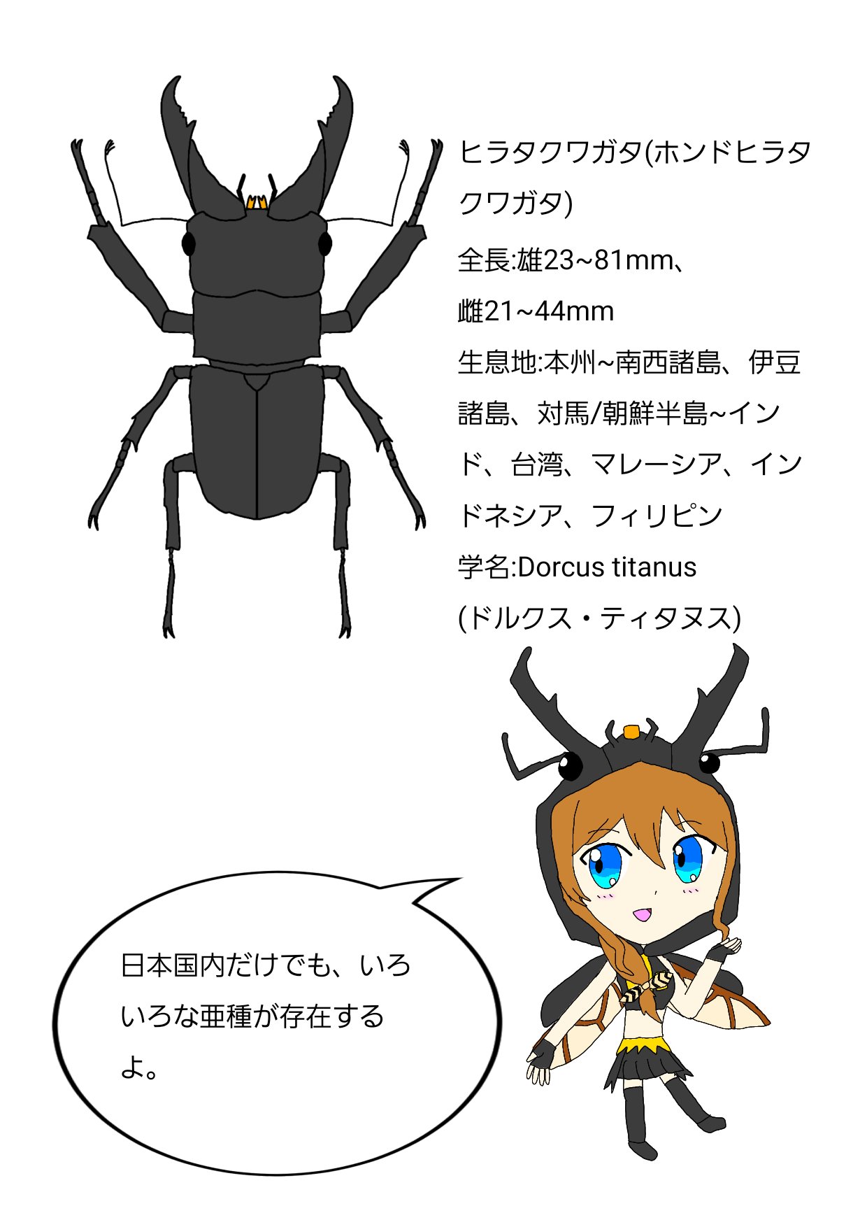 تويتر 人外が好きなlittle A على تويتر 昆虫図鑑風イラストを描きました 今日はヒラタクワガタfeat 山吹沙綾 オオクワガタの仲間にしては気が荒い種類です パラワン島やスマトラ島の亜種は有名ですね イラスト イラスト好きな人と繋がりたい イラスト好き