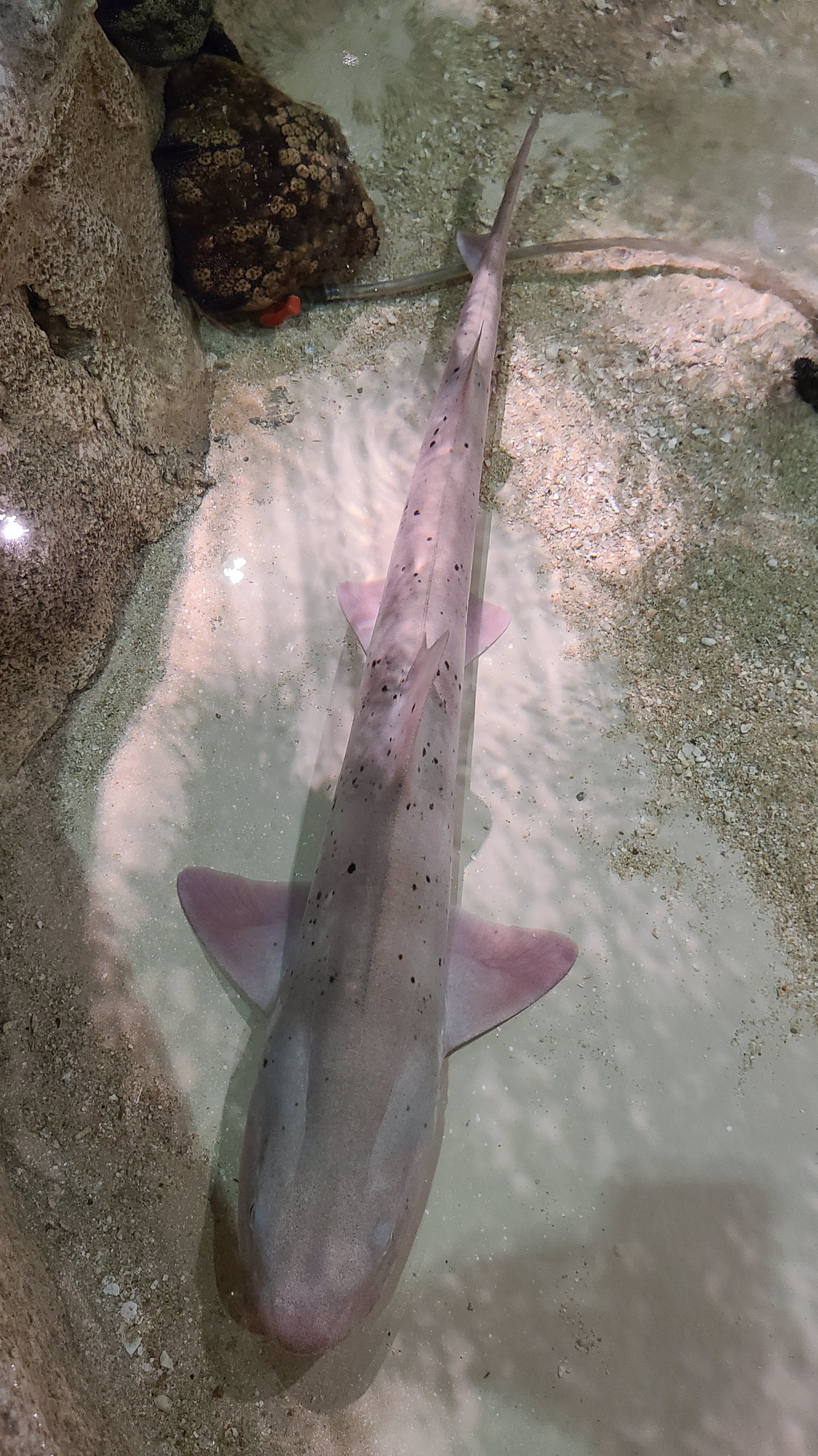 ケイ素 昨日行った水族館 ふれあいコーナーにドチザメとナガサキトラザメがいたんだけど 飼育員さん曰くサメにも好みがあって 1度嫌な触られ方するとその人の前を避けていくらしい 逆に好きだったら寄ってきたり前で止まったりして触っていいよアピール