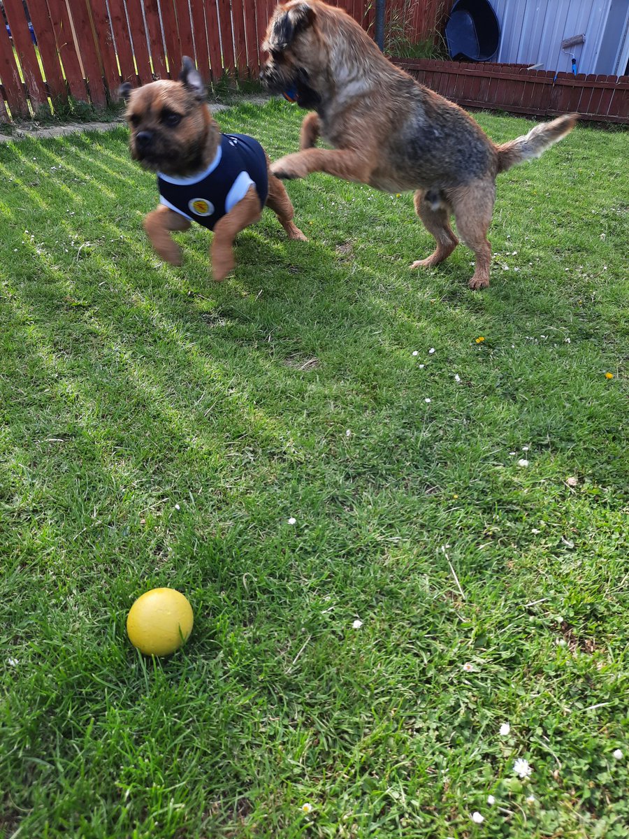 deedoubleu34's tweet photo. Wee Sully Scottish Superstar! #scotland #borderterrier #Euros2021 #proud #fitbaw #weebrowndog https://t.co/zQ2VcPziaB