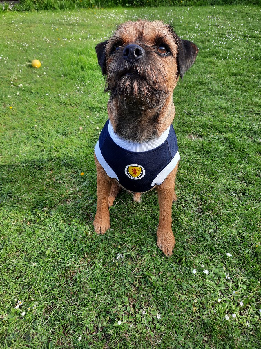 deedoubleu34's tweet photo. Wee Sully Scottish Superstar! #scotland #borderterrier #Euros2021 #proud #fitbaw #weebrowndog https://t.co/zQ2VcPziaB