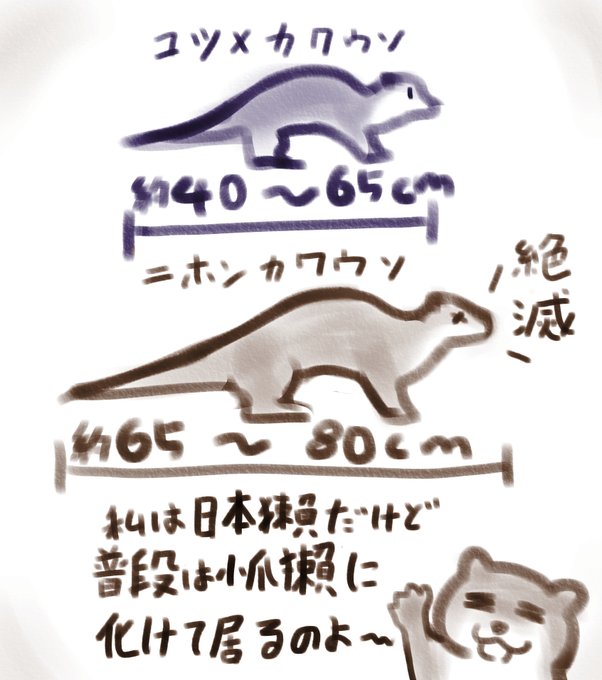 うそつきキツネの恋噺の師匠はニホンカワウソの妖怪ですが普段はコツメカワウソに化けています。ニホンカワウソは2012年に絶滅種に指定され、1979年の須崎市で目撃されて以降生息は確認されていないそうです。 