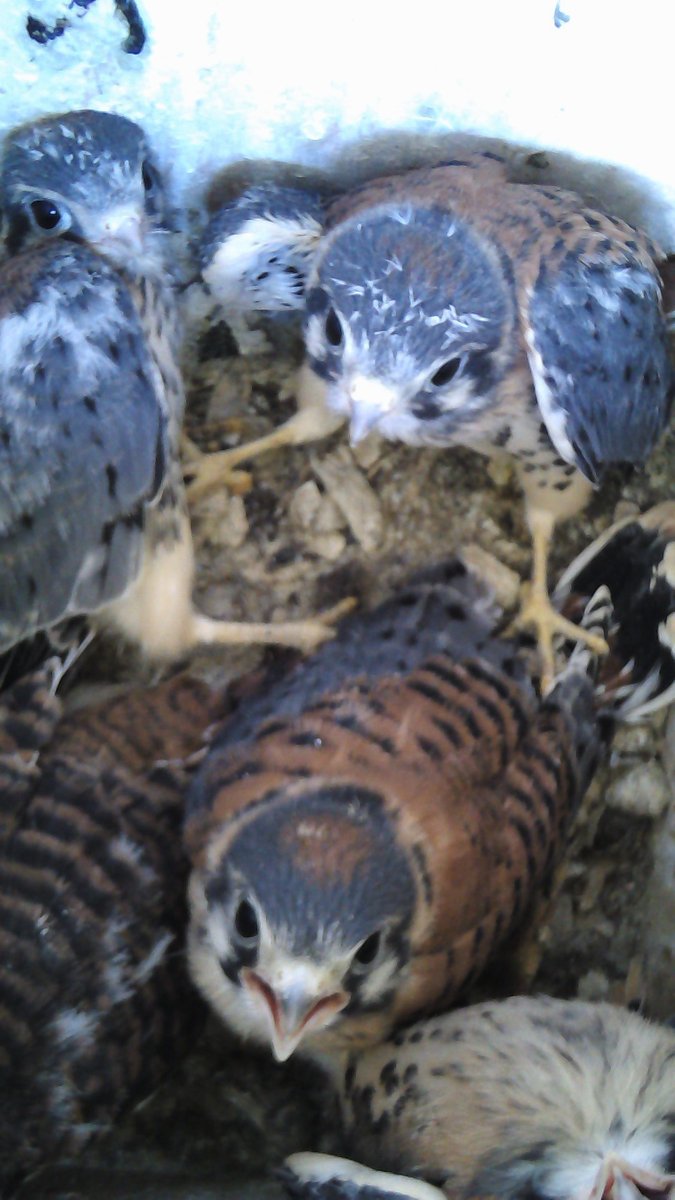 Belwin Conservancy tweet media