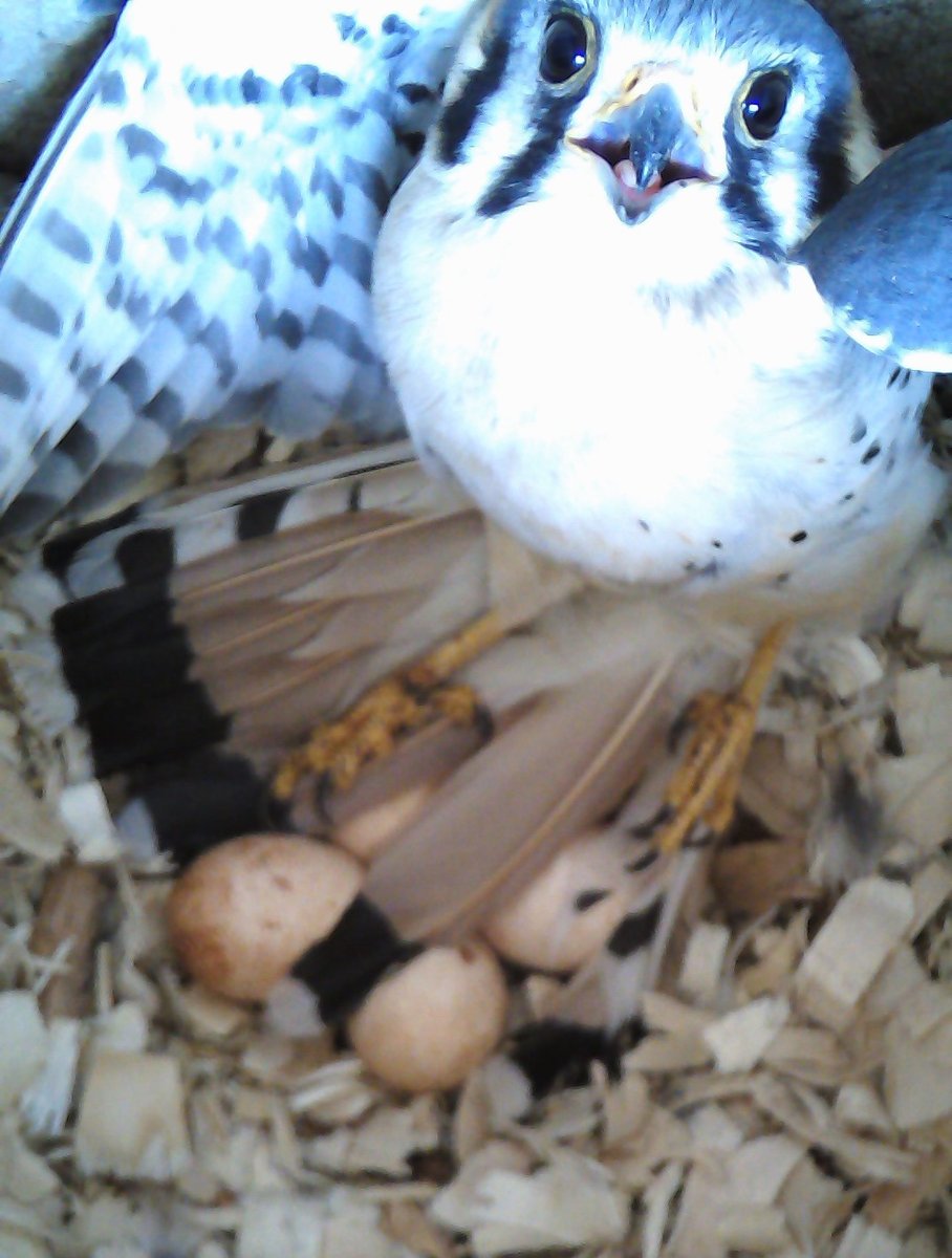 Great news! Members of the <a href="/Audubon_MN/">Audubon Minnesota</a>
Saint Paul Conservation Committee found five kestrel chicks in one of two nesting boxes at Belwin. The kestrels are nearly ready to fledge. Thanks to the committee members for their hard work to document North America's littlest falcon!