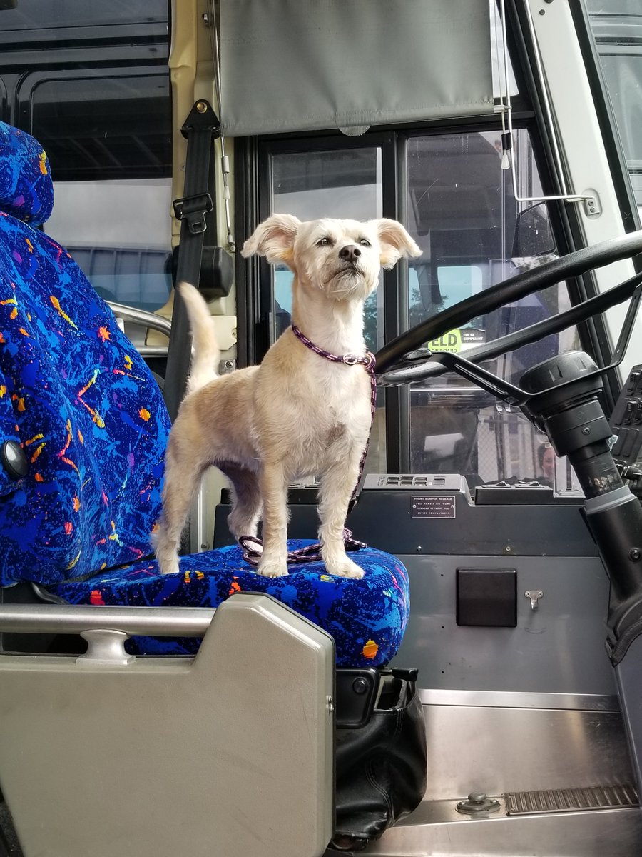 AroundCharters's tweet image. Our resident office dog Sadie is waiting for her passengers!  Clearly they are taking too long LOL.  Happy national #TakeYourDogToWorkDay