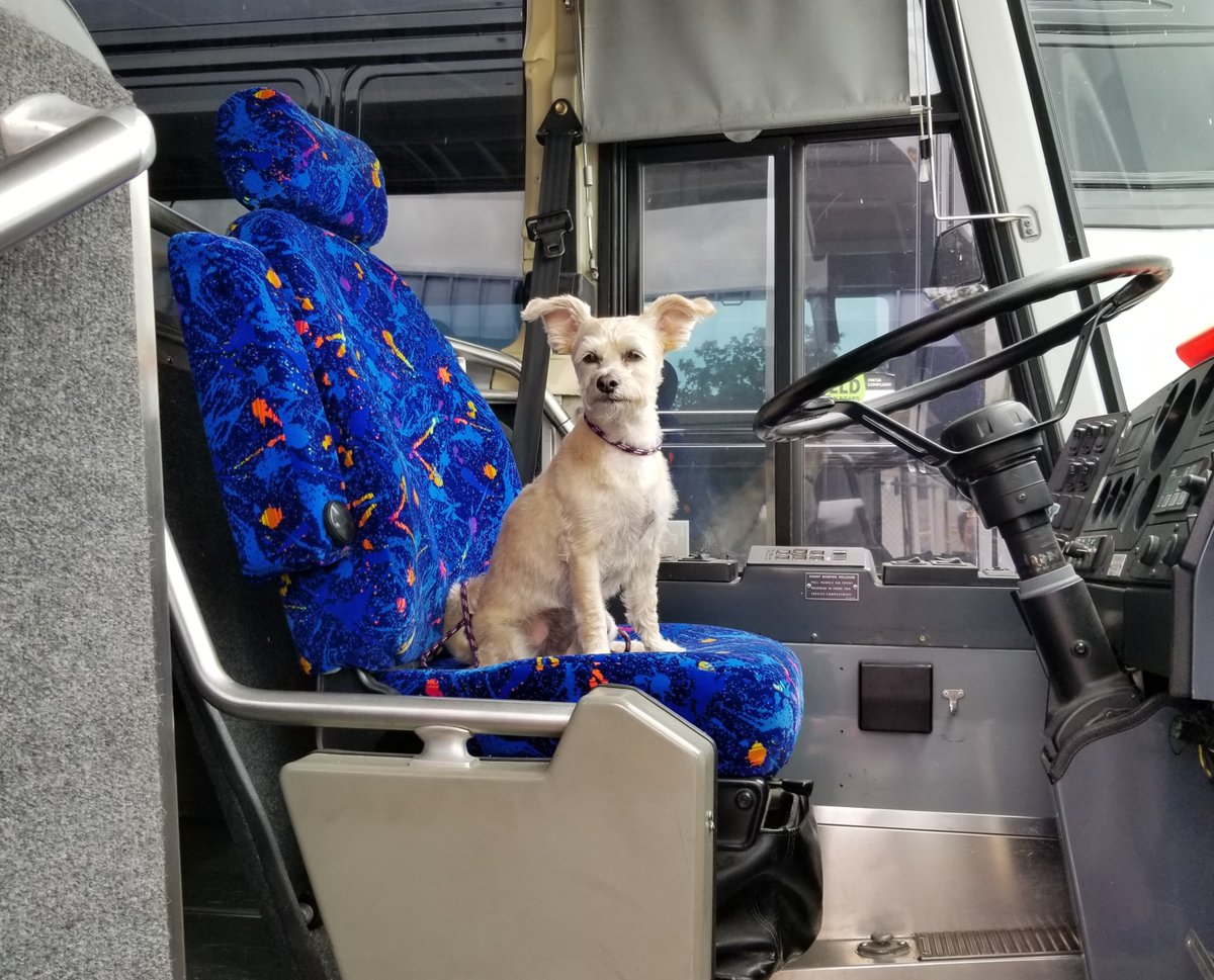 AroundCharters's tweet image. Our resident office dog Sadie is waiting for her passengers!  Clearly they are taking too long LOL.  Happy national #TakeYourDogToWorkDay