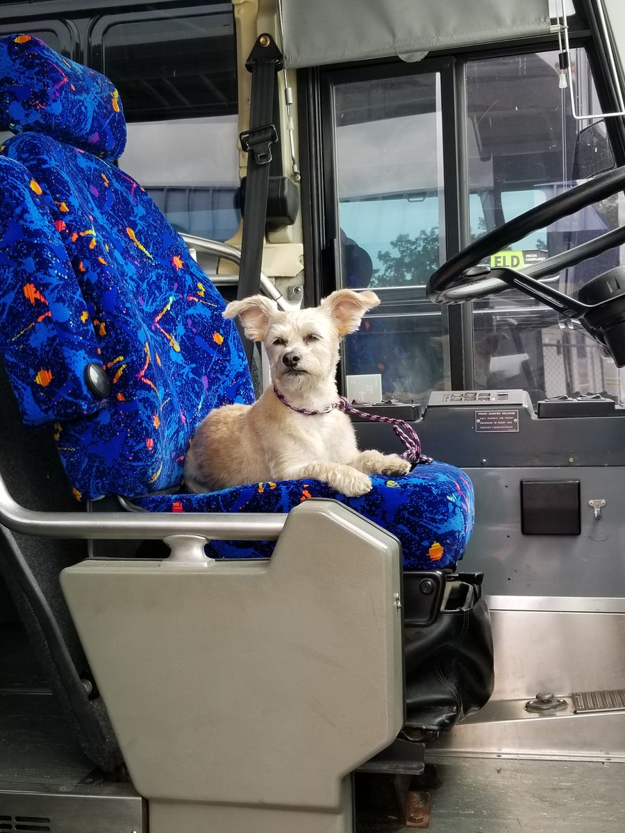 AroundCharters's tweet image. Our resident office dog Sadie is waiting for her passengers!  Clearly they are taking too long LOL.  Happy national #TakeYourDogToWorkDay