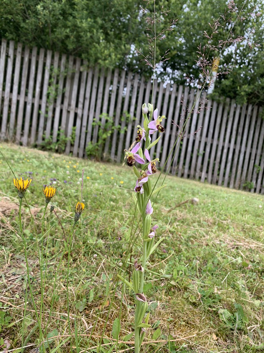 ThomBotwood tweet media