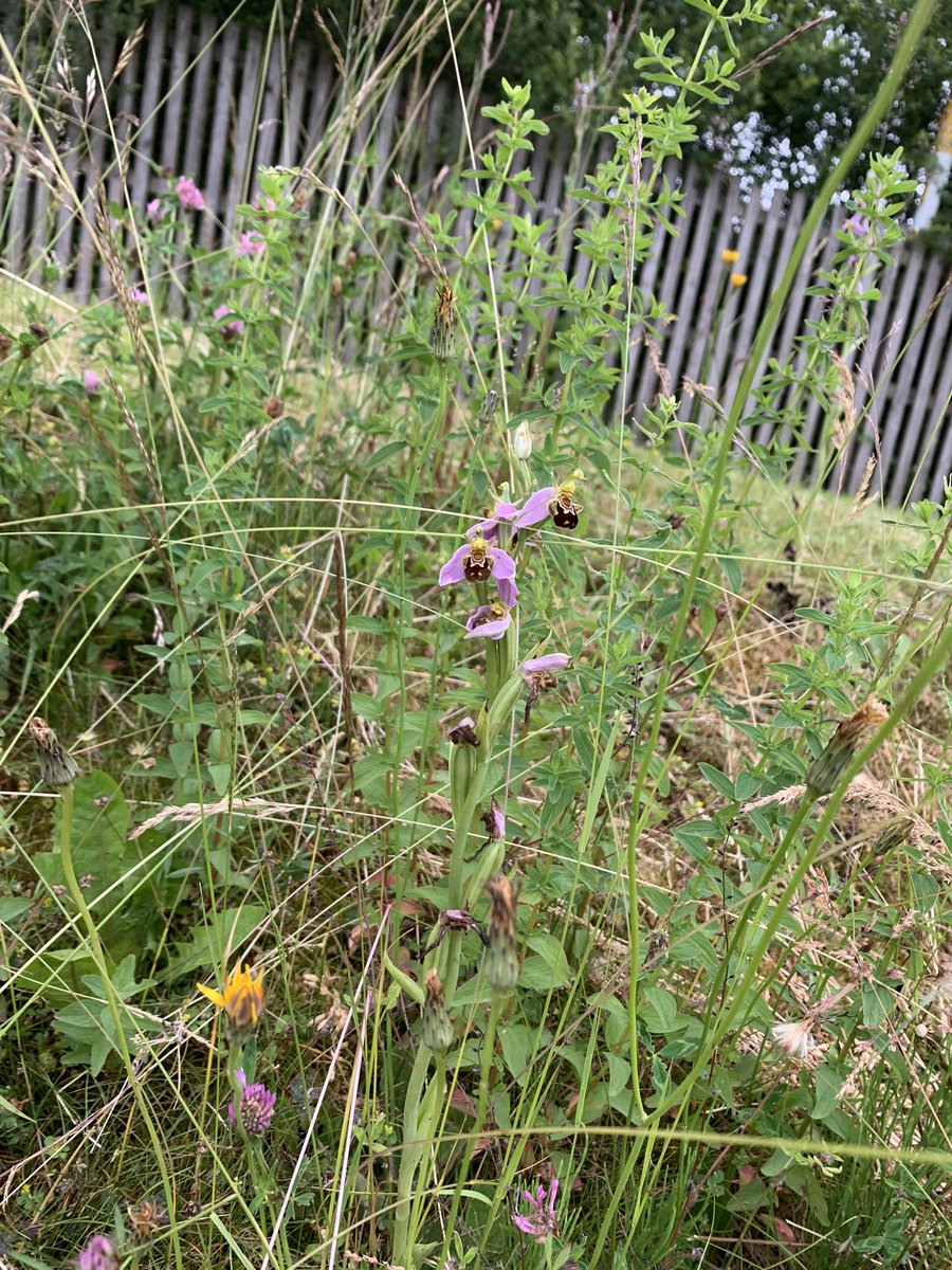 ThomBotwood tweet media