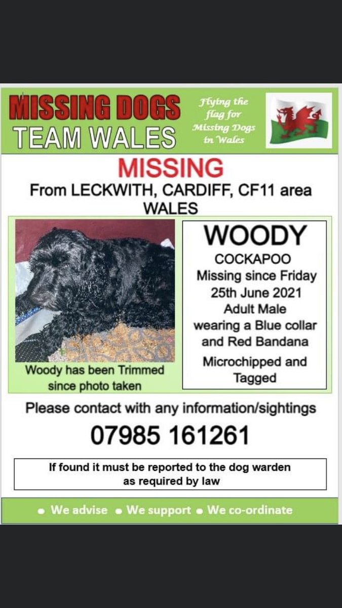 RachaelB100's tweet photo. 🔺🔺 URGENT SHARES PLEASE 🔺🔺
❗❗ WOODY #MISSING FROM #LECKWITH #CARDIFF #CF11 area #WALES #COCKAPOO #CHIPPED
❗ SINCE FRIDAY 25th JUNE 2021.
❗❗ LAST SIGHTING NEAR CARDIFF DOGS HOME, PENARTH ROAD ❗❗TRIMMED SINCE PHOTO TAKEN ❗️❗️

https://t.co/tpVLOttZEv https://t.co/RvLtM6I4sc