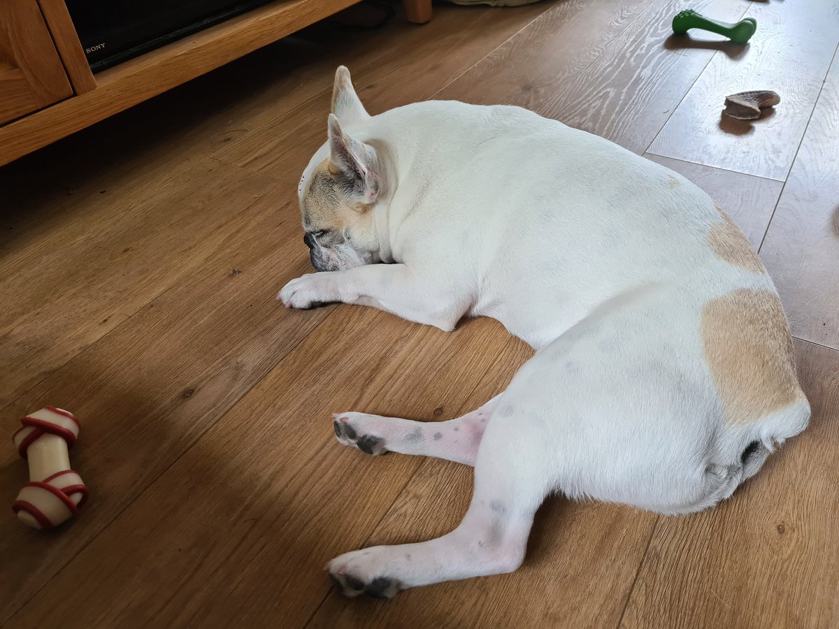 Meet Rosie's gorgeous new friend, four year old rescue dog Badger! 🥰