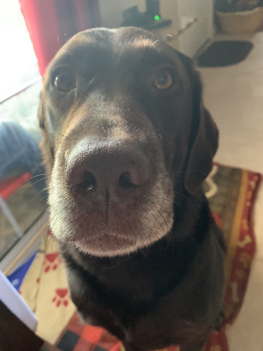 angelinabaray's tweet photo. Today is #TakeYourDogToWorkDay . I’m so excited. Here’s my news hound hard at work. #livingThatLabLife #JJsWorld #breakingPuppyNews #LasVegas #animalStories https://t.co/x33kf7R8u2