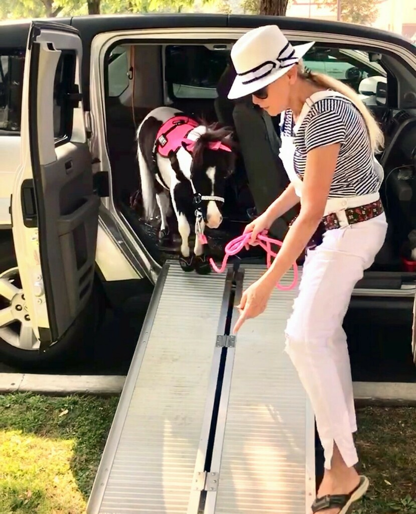 LocationConnect's tweet image. Emmy rides in style! Does your pet have a favorite spot in your vehicle?⁠
⁠
⁠
⁠
⁠
⁠
⁠
⁠
#instagood #deckedout #animaltraining #servicehorseintraining #serviceanimalintraining #serviceanimalssavelives #serviceanimalsofinstagram #minihorselife #min… instagr.am/p/CQjd0CzFQv0/