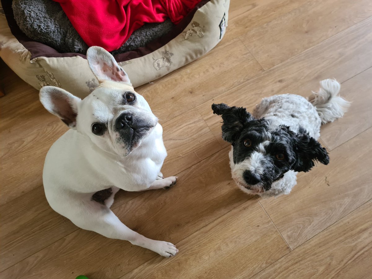Rosie and her new friend, Badger ❤