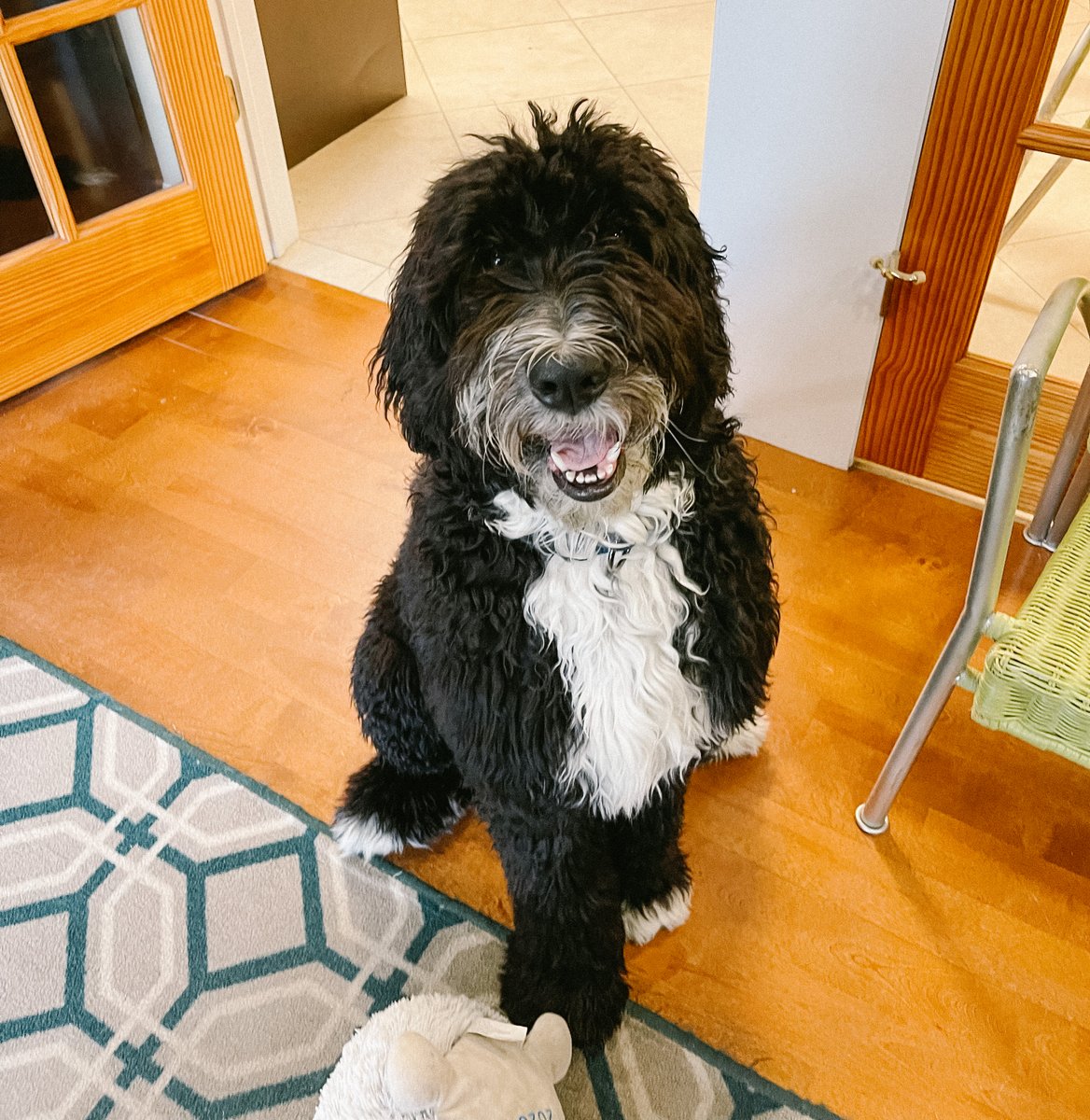 ThreeDogInk's tweet image. Every day is #NationalTakeYourDogToWorkDay at the Three Dog Ink Media office! Our Rocket is smiling extra wide because it's also FRIYAY 🥳