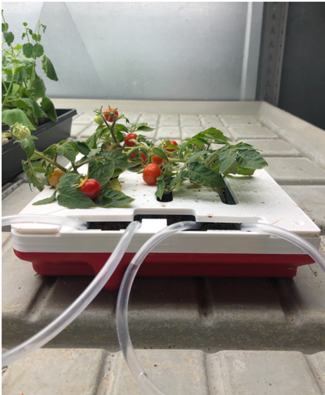 #SPACE Tomatoes!🍅 #TRISH PI Dr. Robert Jinkerson is developing a genetically engineered tomato plant ideal for growth in spaceflight. Here, they're growing in a 3D printed analog of the Advanced Plant Habitat from the ISS. 

🍅🚀 bddy.me/3jfUlWI