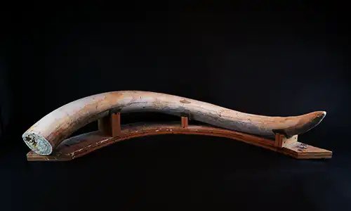 Dr_CrocoGator's tweet photo. BIG news! Today we launch our big campaign to help pick a #StateFossil for #Minnesota! This starts Phase 1, where anyone can suggest what our fossil should be. We got the ball rolling w/ 8 great choices. Check βem out or make your own suggestion here:
https://t.co/GXPnmWB9du https://t.co/ij2UZmhDyM
