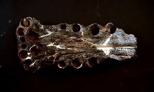 Dr_CrocoGator's tweet photo. BIG news! Today we launch our big campaign to help pick a #StateFossil for #Minnesota! This starts Phase 1, where anyone can suggest what our fossil should be. We got the ball rolling w/ 8 great choices. Check βem out or make your own suggestion here:
https://t.co/GXPnmWB9du https://t.co/ij2UZmhDyM