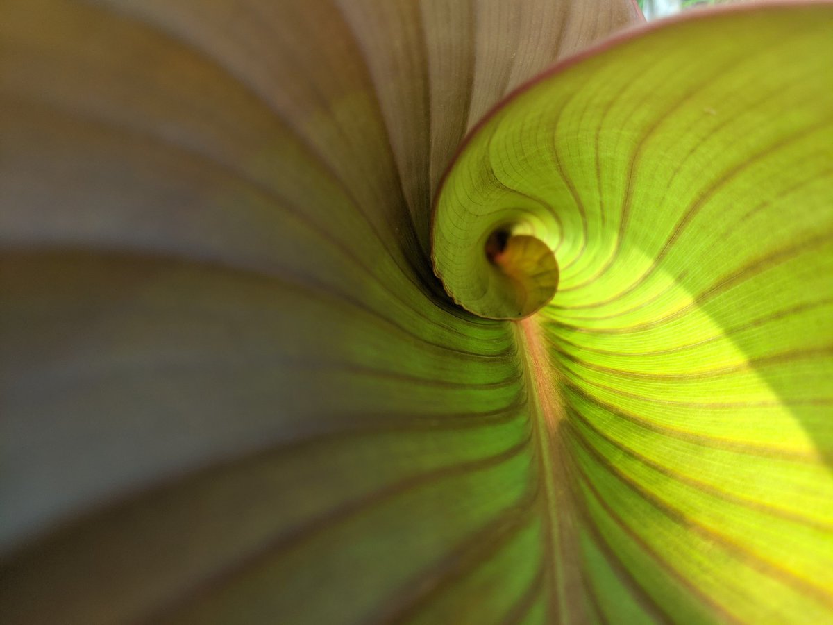 PaulaKrieg's tweet image. The unfurling of my canna lilies leaves is stealing my heart. #GeometryInNature