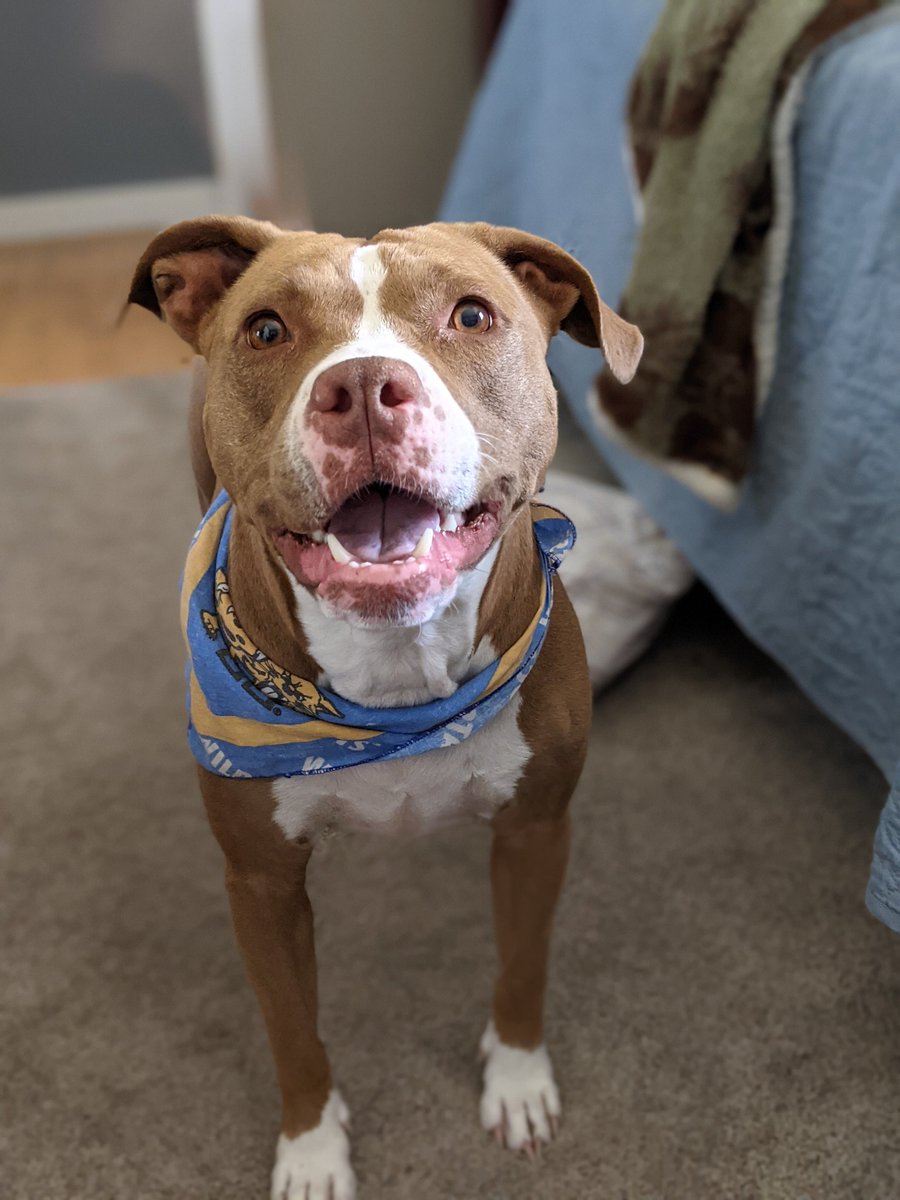 What a pretty face! And a sweet soul, too, I might add 😍 #petsoflegaltech #dogsoflegaltech #FurryFriday