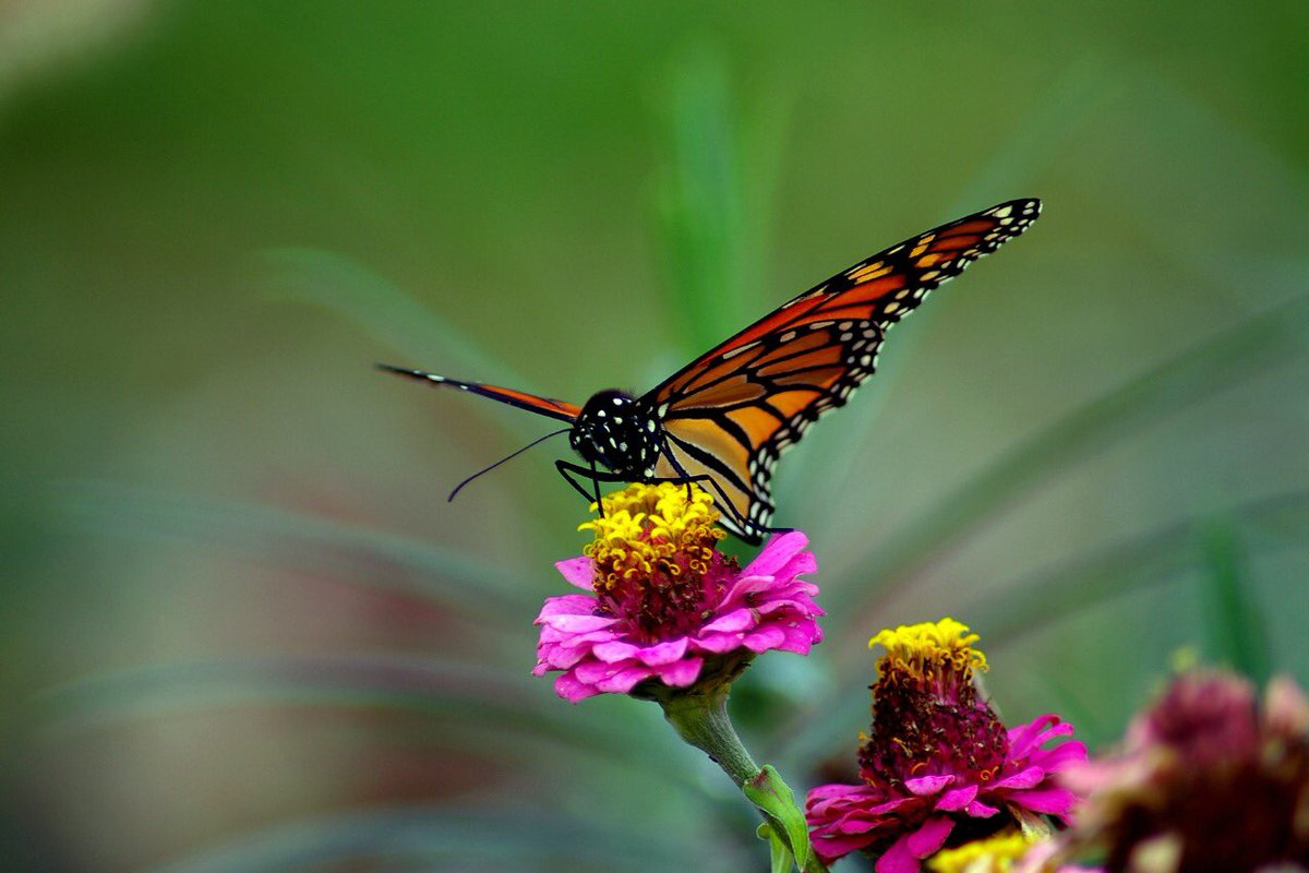 awalyscom's tweet image. Vente Privée Spécial Jardin.                       Cliquez sur le lien awalys.fr  #jardin #jardinage