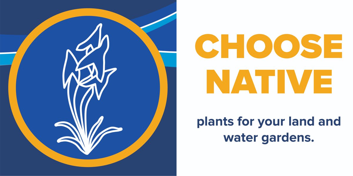 Water gardens can add beauty to our homes, as long as they don’t also add invasive species! Whether you’re creating a new garden or maintaining an existing one, check out DEC’s Guide to Water Gardening to help you choose species wisely and #ProtectNYWaters on.ny.gov/364GtaG